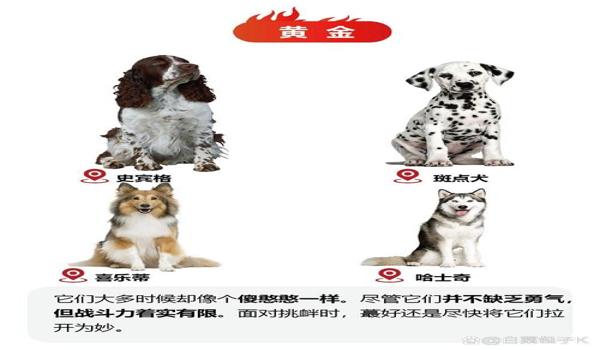三角洲寻血猎犬优缺点(寻血猎犬在三角洲行动中厉害吗?) 三角洲寻血猎犬优缺点(寻血猎犬在三角洲行动中厉害吗?)